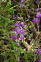 Highlight for Album: [Flowers in] Pinnacles Natl. Monument, 7/8 May 2005